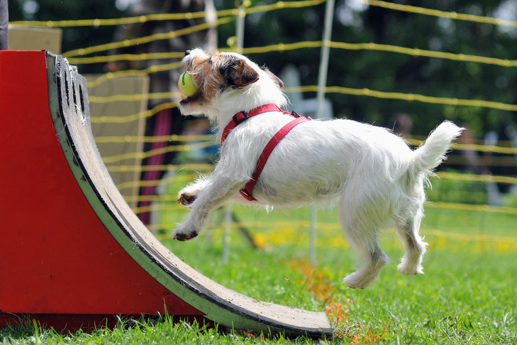 Flyball s malým psom