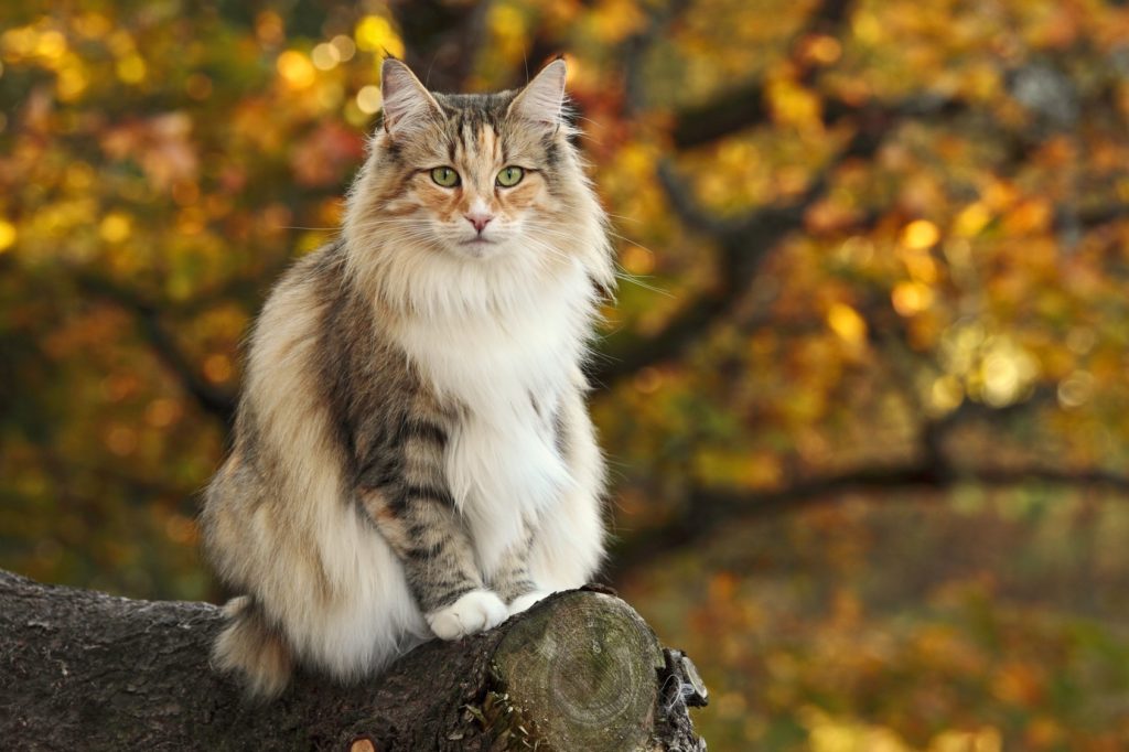 Nórska lesná mačka v lese