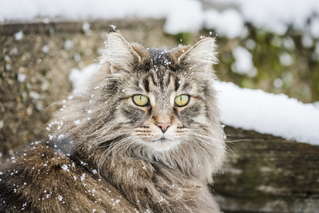 Nórska lesná mačka v snehu