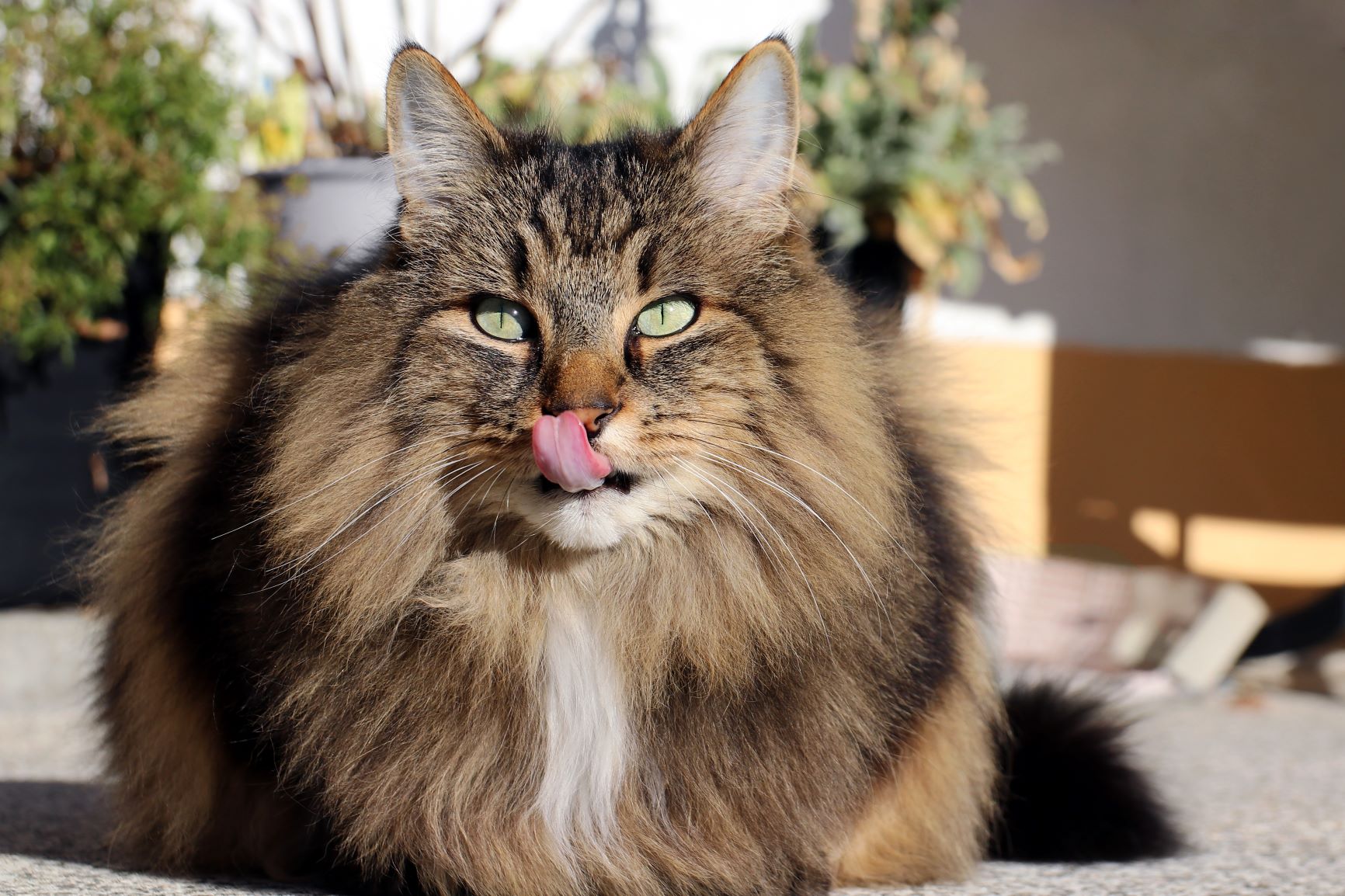 Nórska lesná mačka vyplazuje jazyk