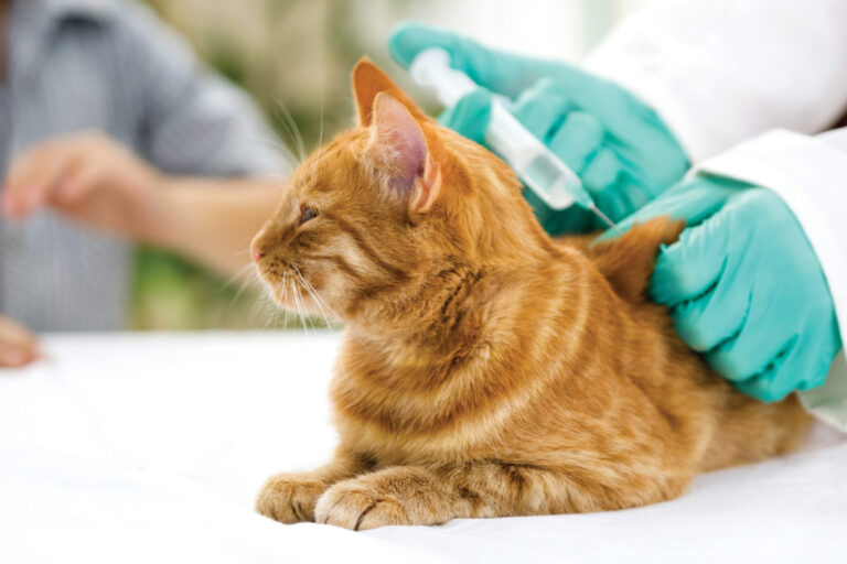 Očkovanie mačky u veterinára
