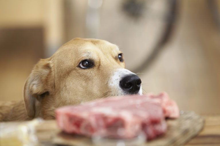 Pes čaká na mäso