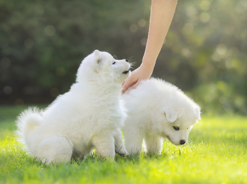 Samojed šteniatka