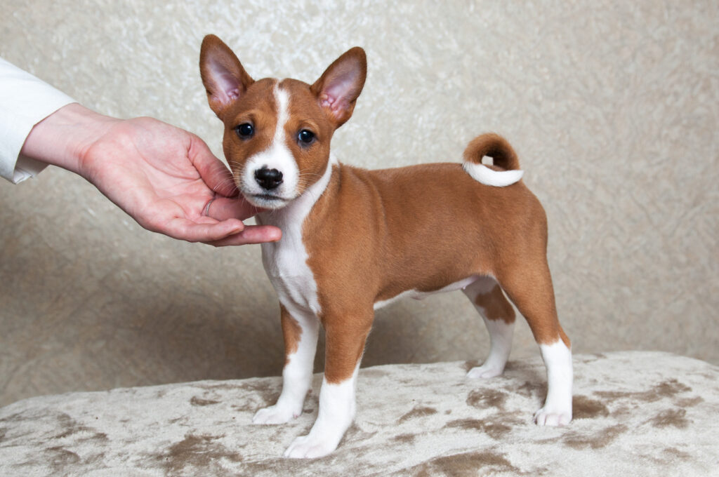 Basenji šteniatko Basenji šteniatko