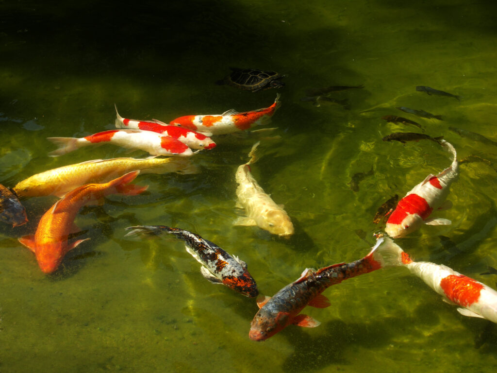 Koi kapre