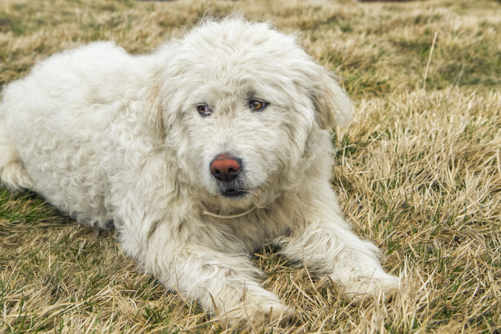 Komondor šteniatko