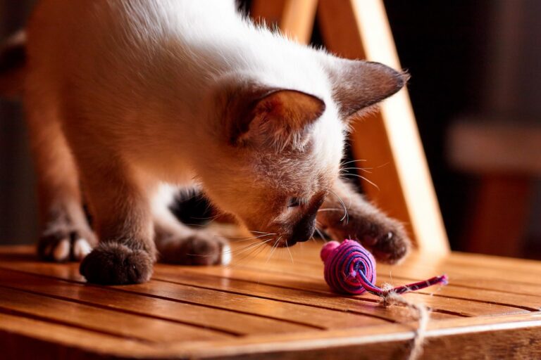 Mačiatko hrajúce s loptičkou