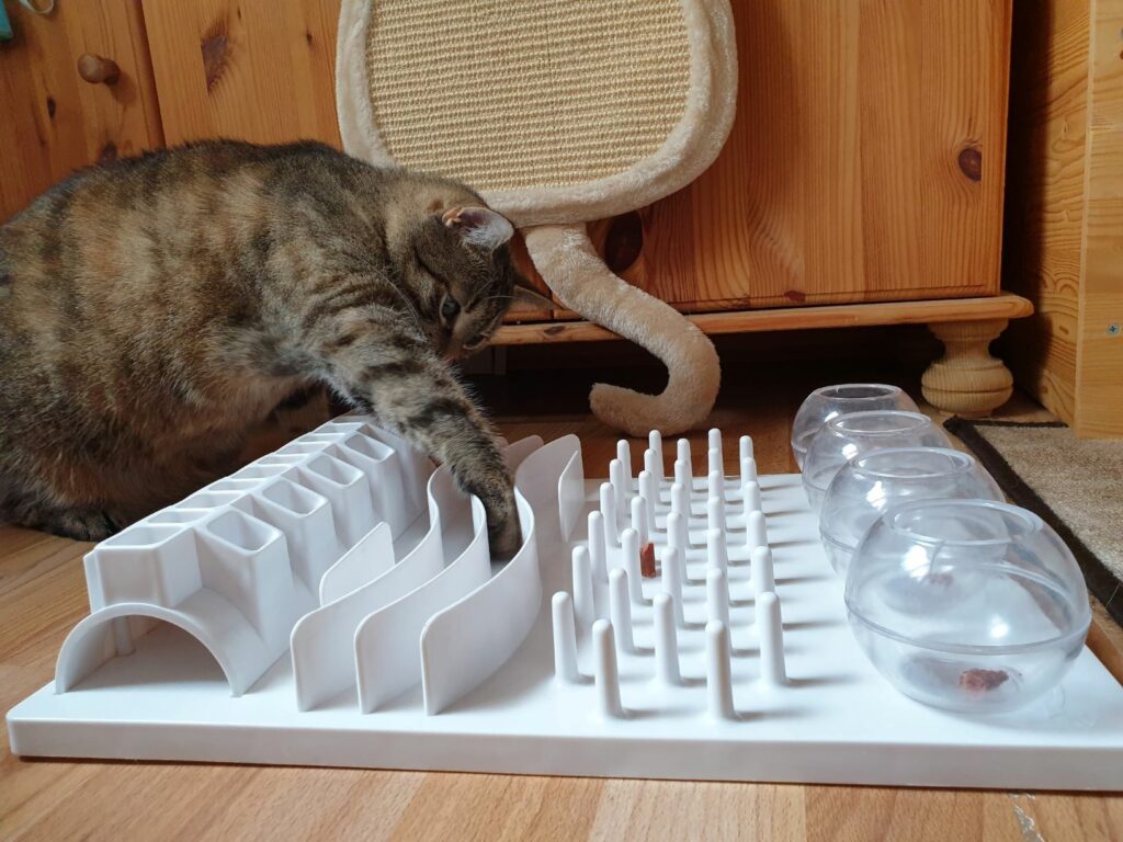 Sivá mačka hľadá maškrty v inteligentnej hračke