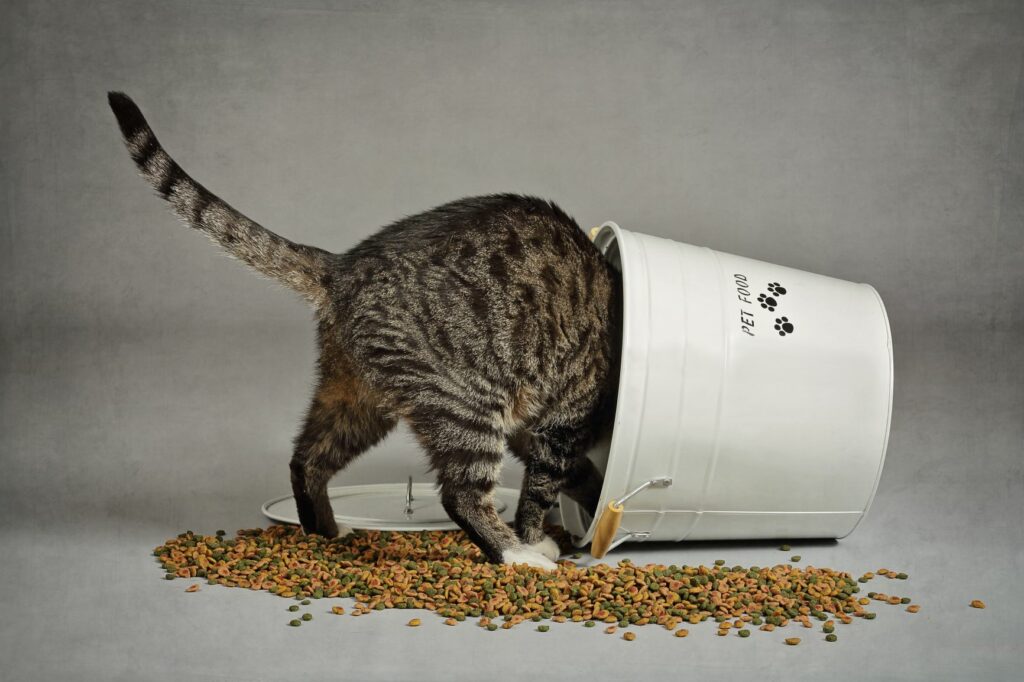 Mačka hľadá granule vo vedre