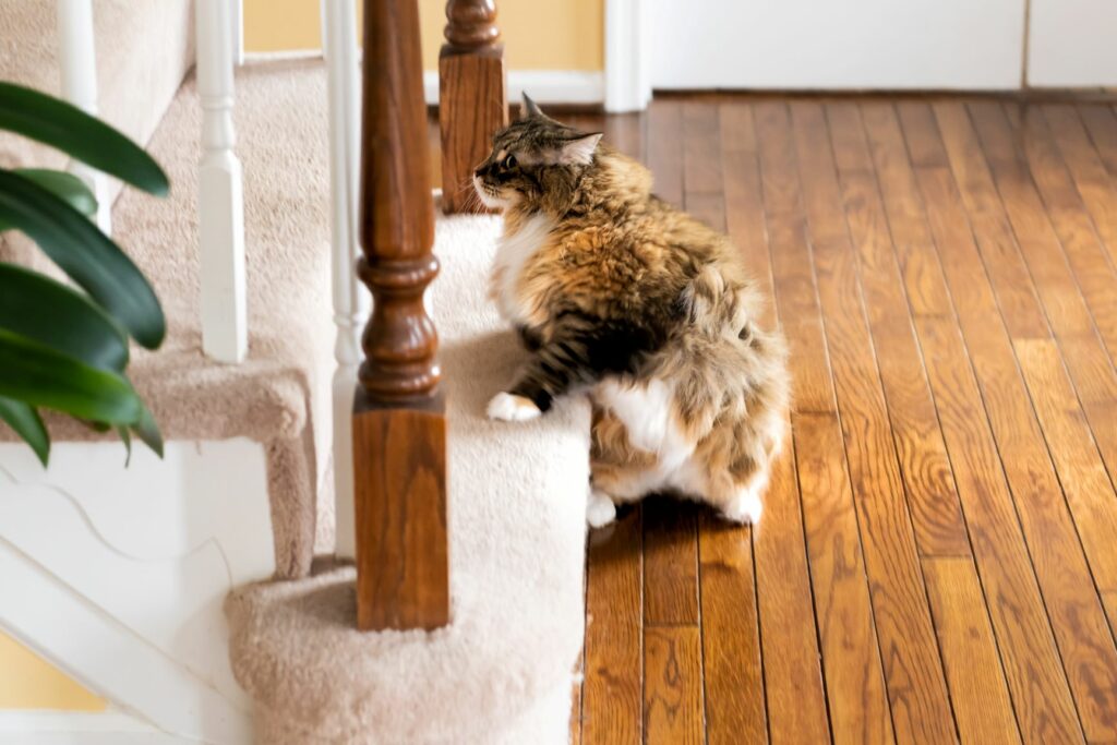 mačka lezúca po schodoch