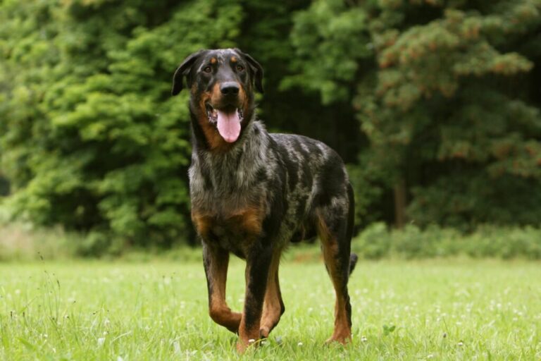 Beauceron pes