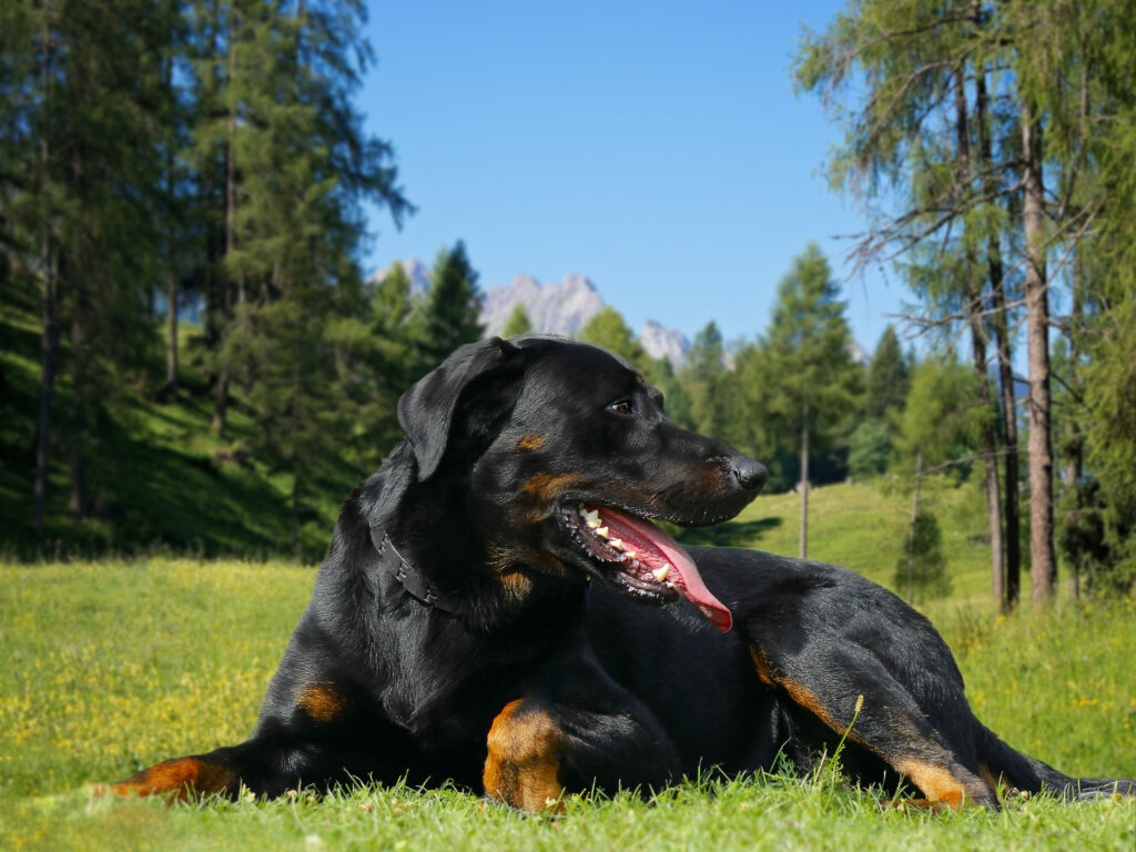 Beauceron na horách