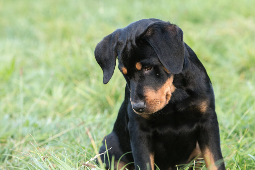Beauceron šteniatko
