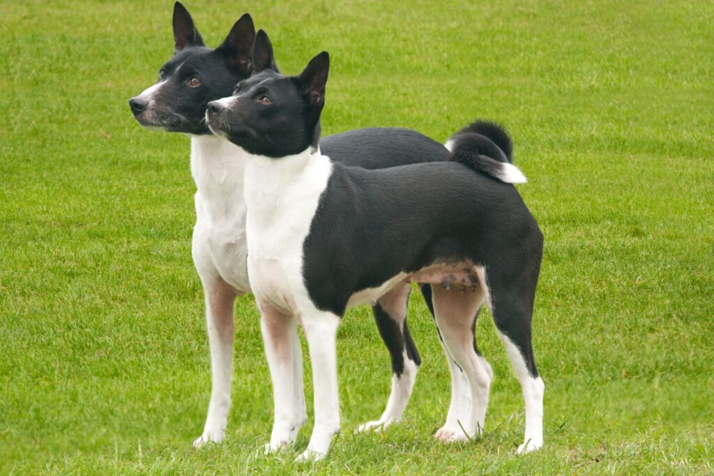 Čierno-biele basenji psy