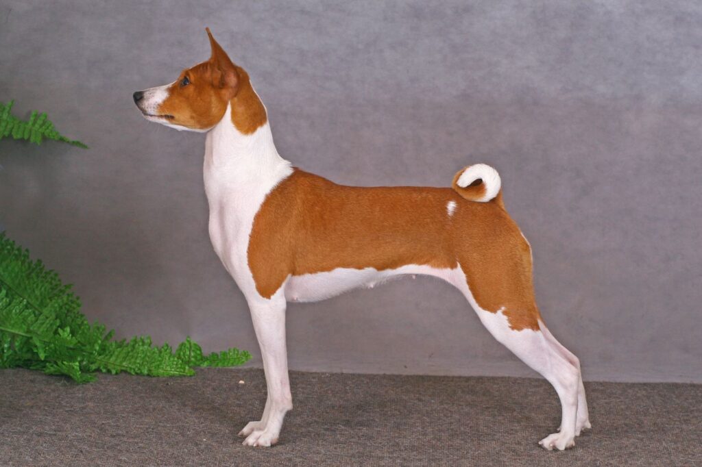 Bielo-hnedý basenji