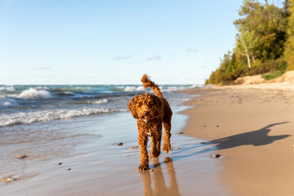 Labradoodle na pláži