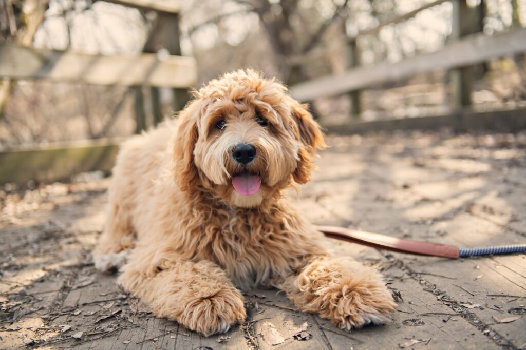 Zlatý Labradoodle