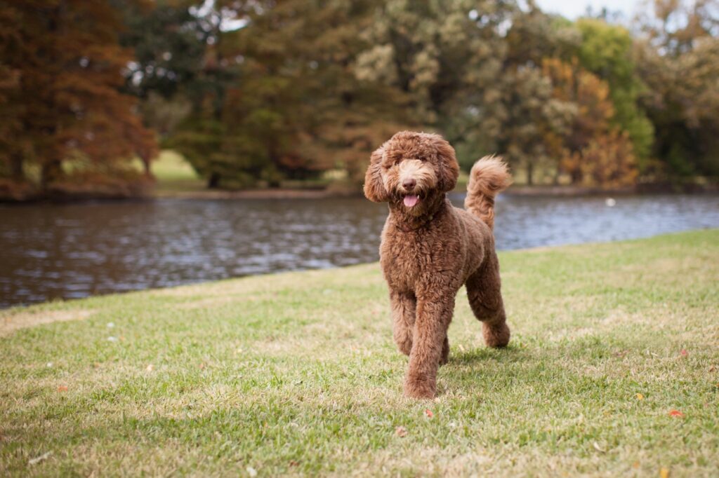 Hnedý Labradoodle na prechádzke