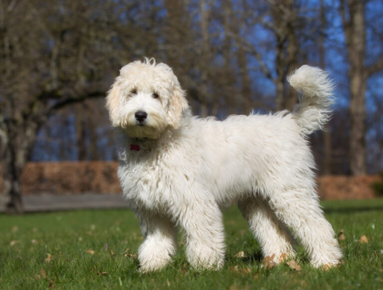 Biely labradoodle