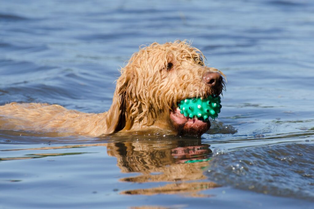 Labradoodle pláva vo vode