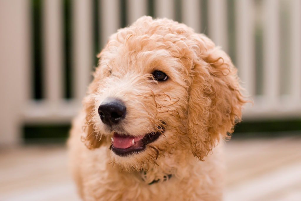10-týždňové šteniatko labradoodle