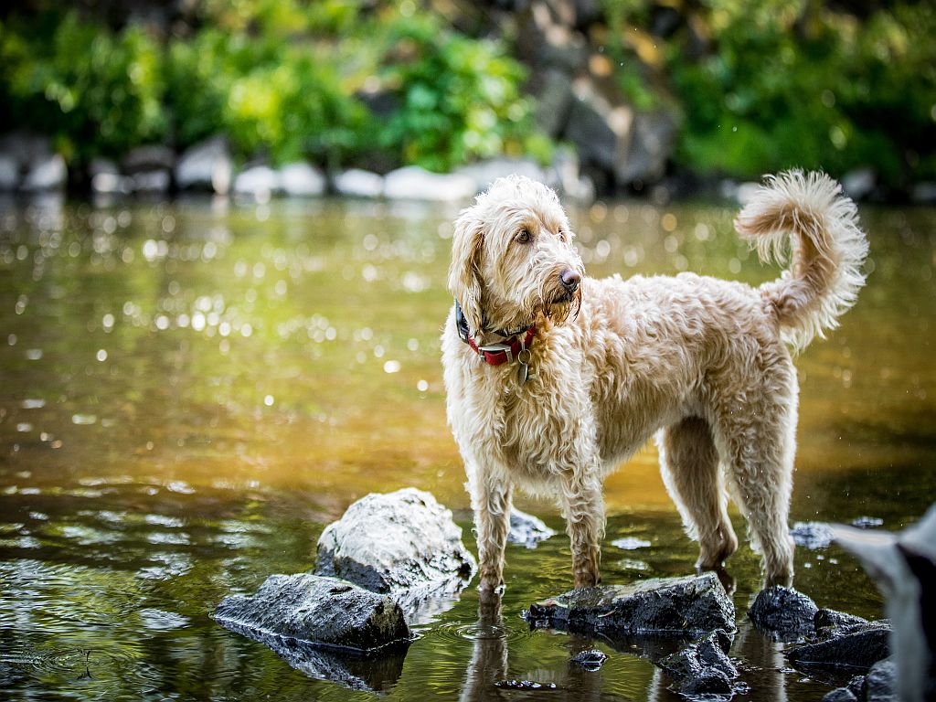 Labradoodle vo vode
