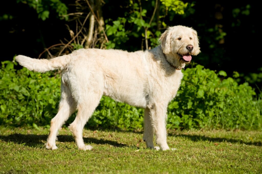 Labradoodle v parku