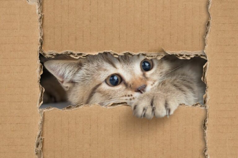 Hračka pre mačky z kartónu