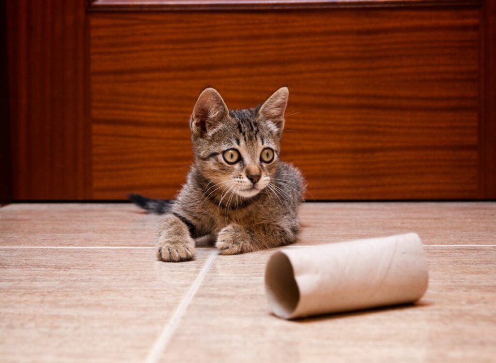 Mačka s rolkou toaletného papiera