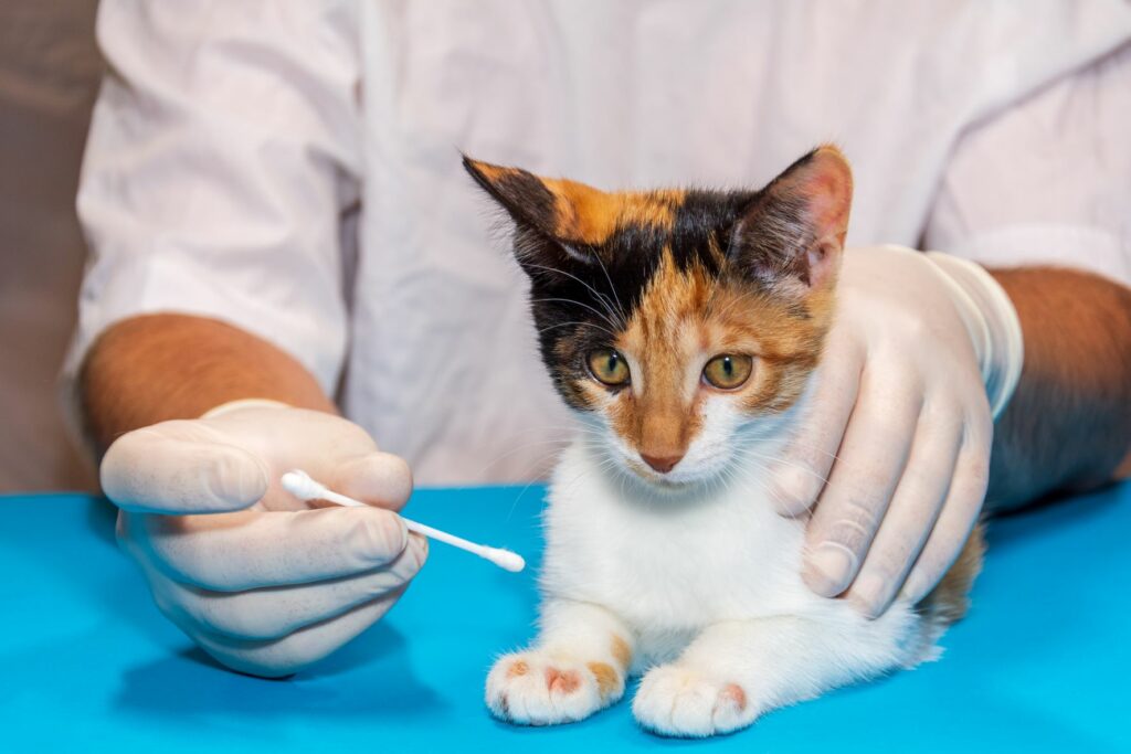 Mačka u veterinára