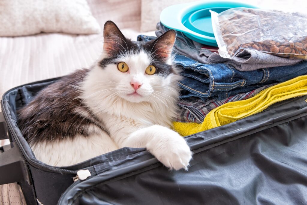 Mačka v kufri