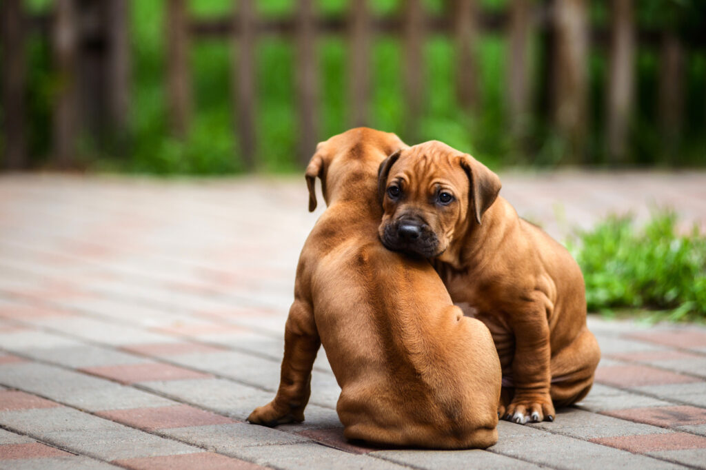 Rodézsky ridgeback šteniatka