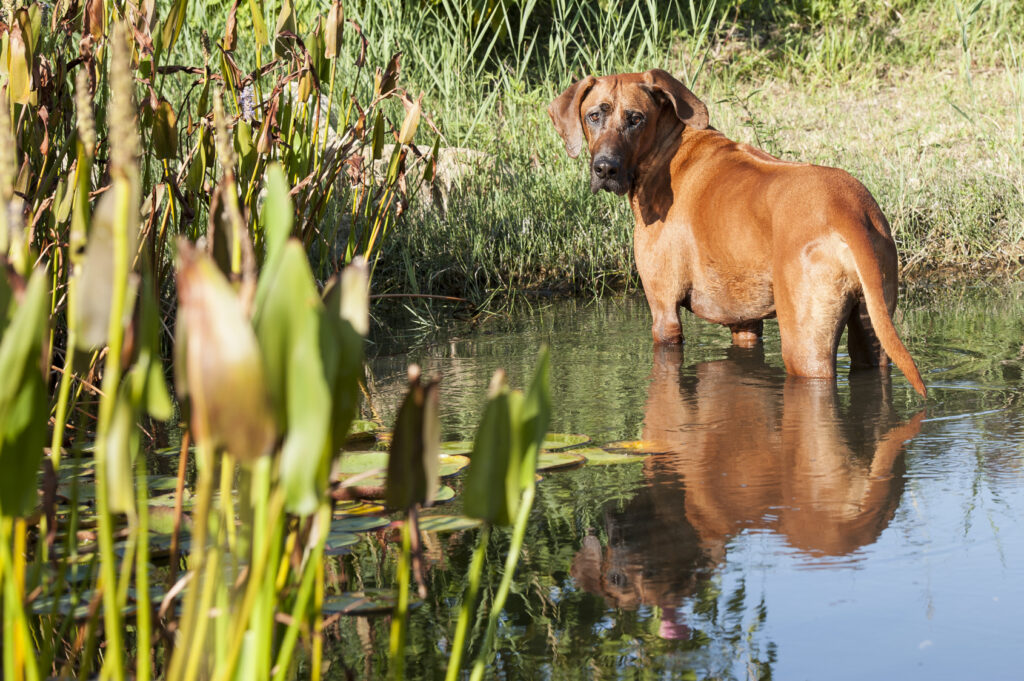 Rodézsky ridgeback vo vode