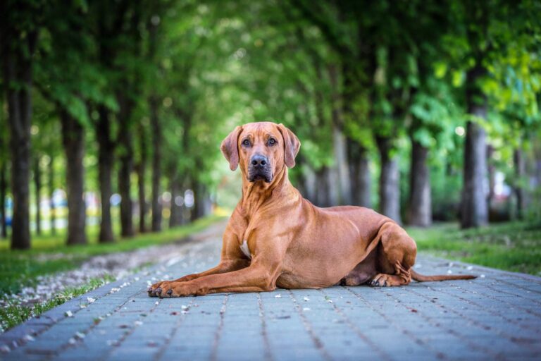 Rodézsky ridgeback leží v parku