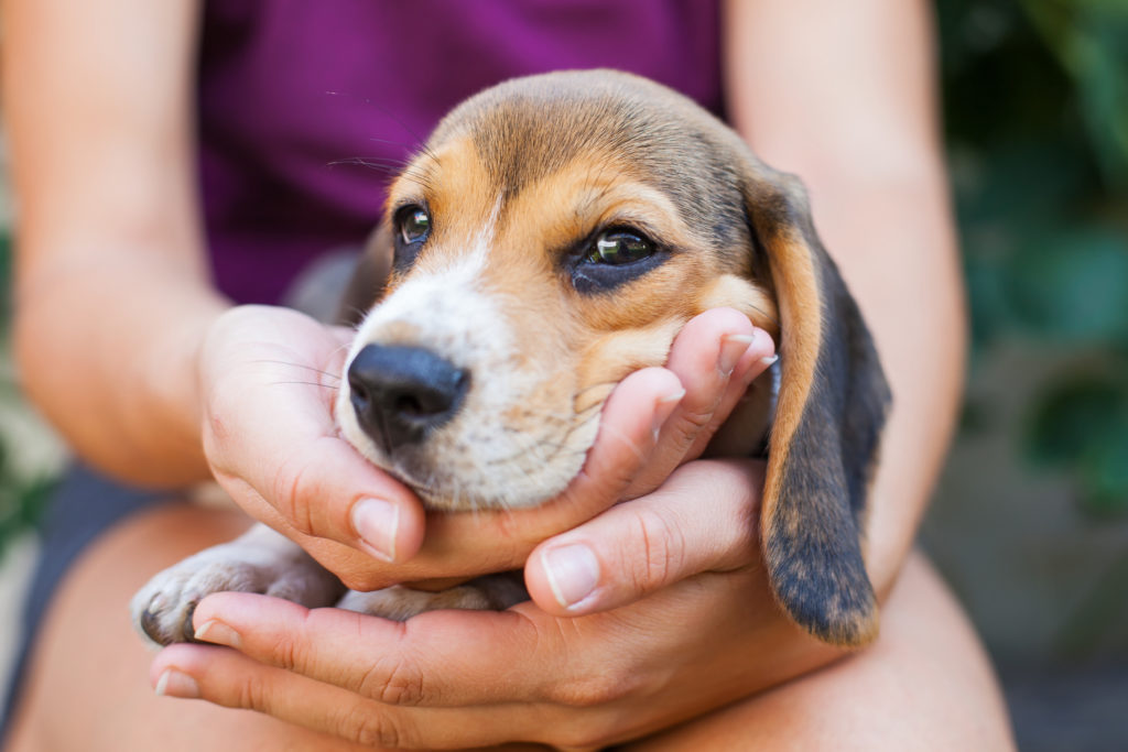 Zlaté šteniatko beagle