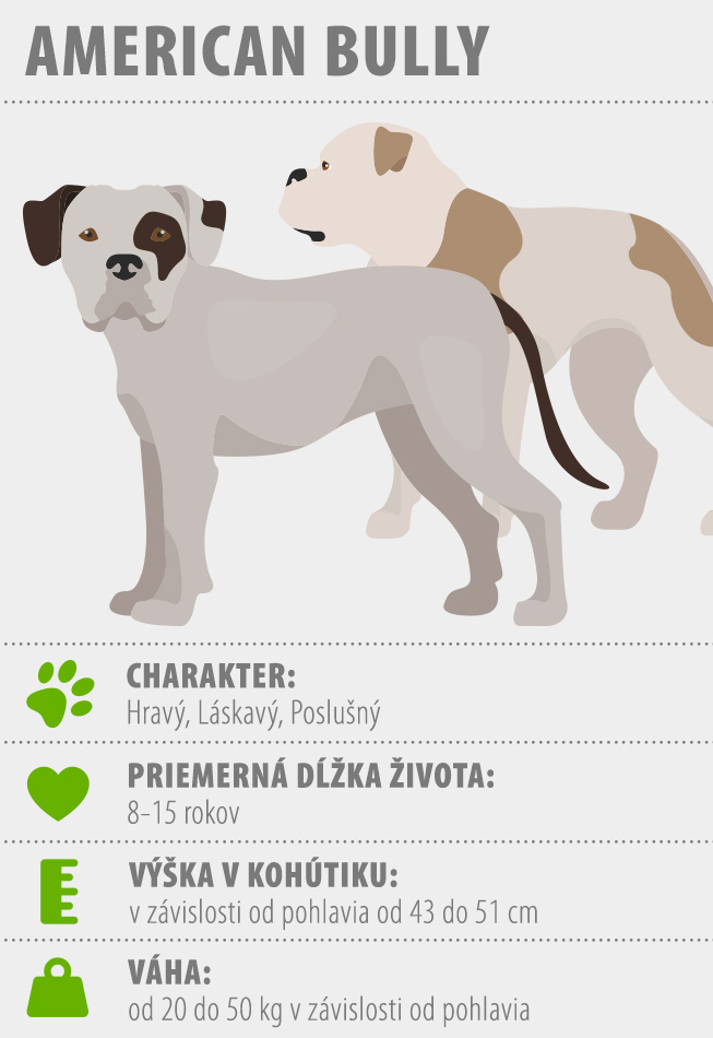 American bully charakteristika