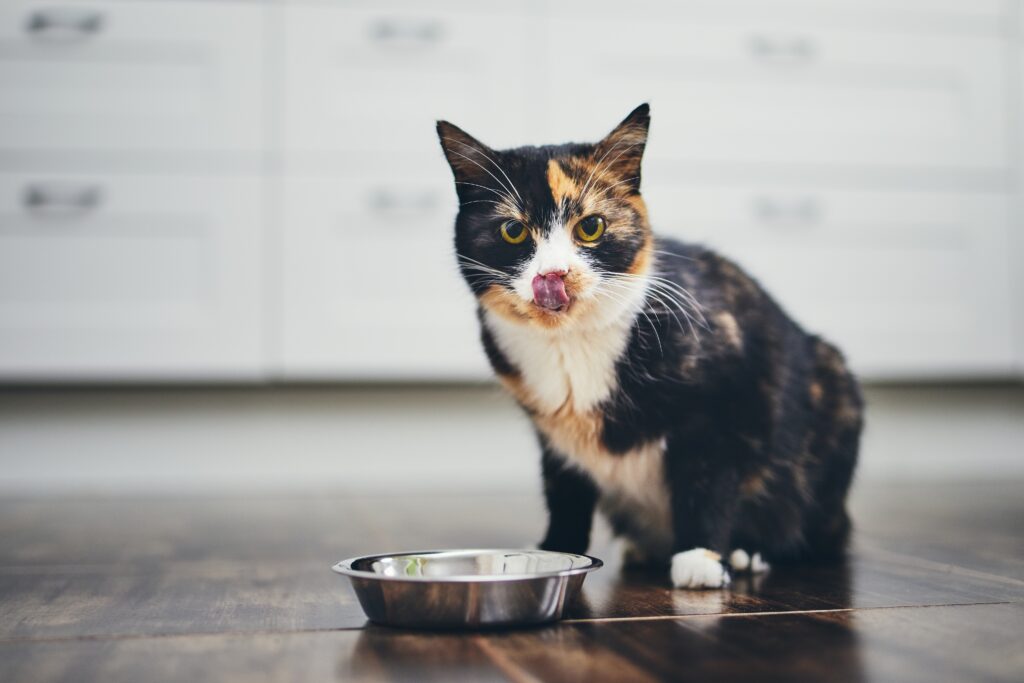 Potravinová alergia u mačky