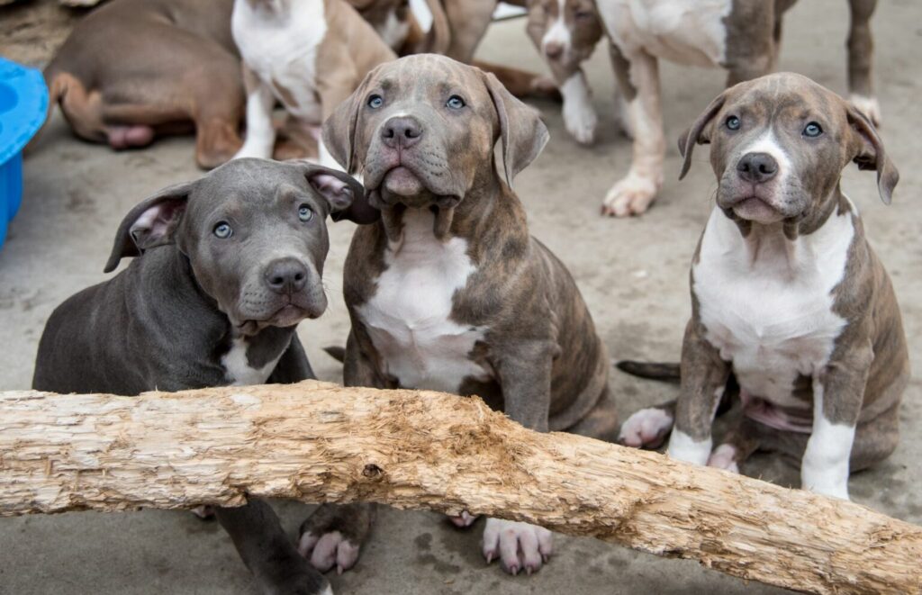 American bully šteniatka