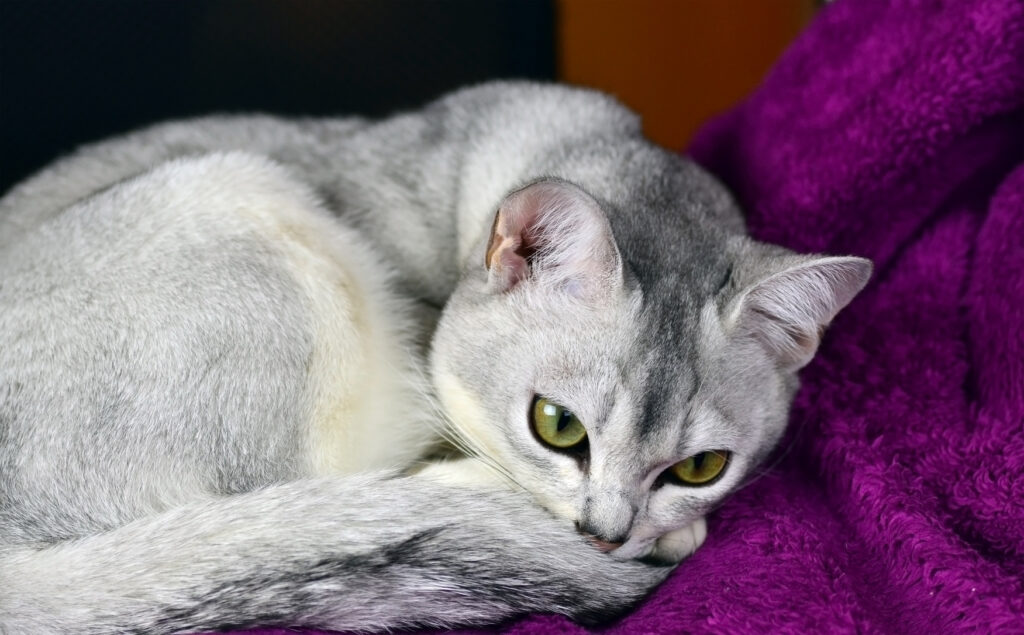 Sivá mačka burmilla Sivá mačka burmilla