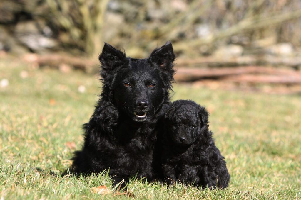 Čierny mudi so šteniatkom