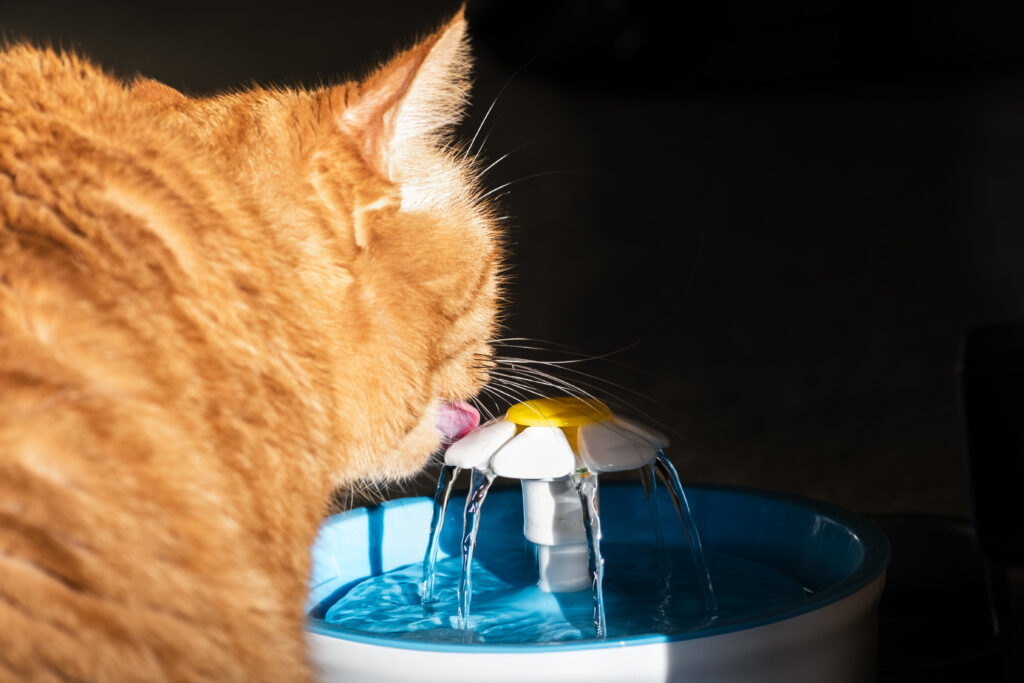 Mačka s fontánkou na vodu