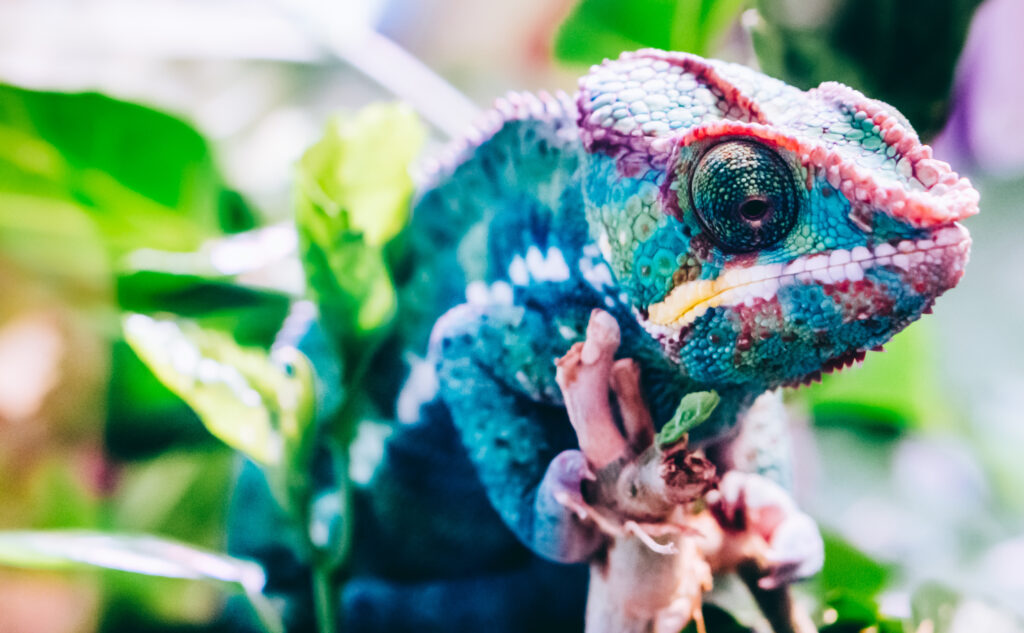 Furcifer chameleón v teráriu