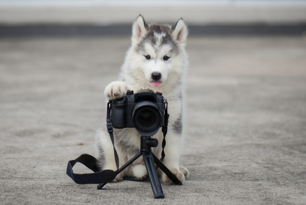 Husky fotograf
