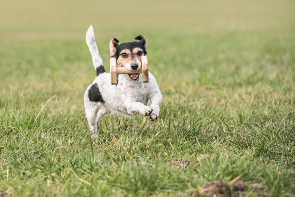 Aportujúci Jack Russell teriér Aportujúci Jack Russell teriér