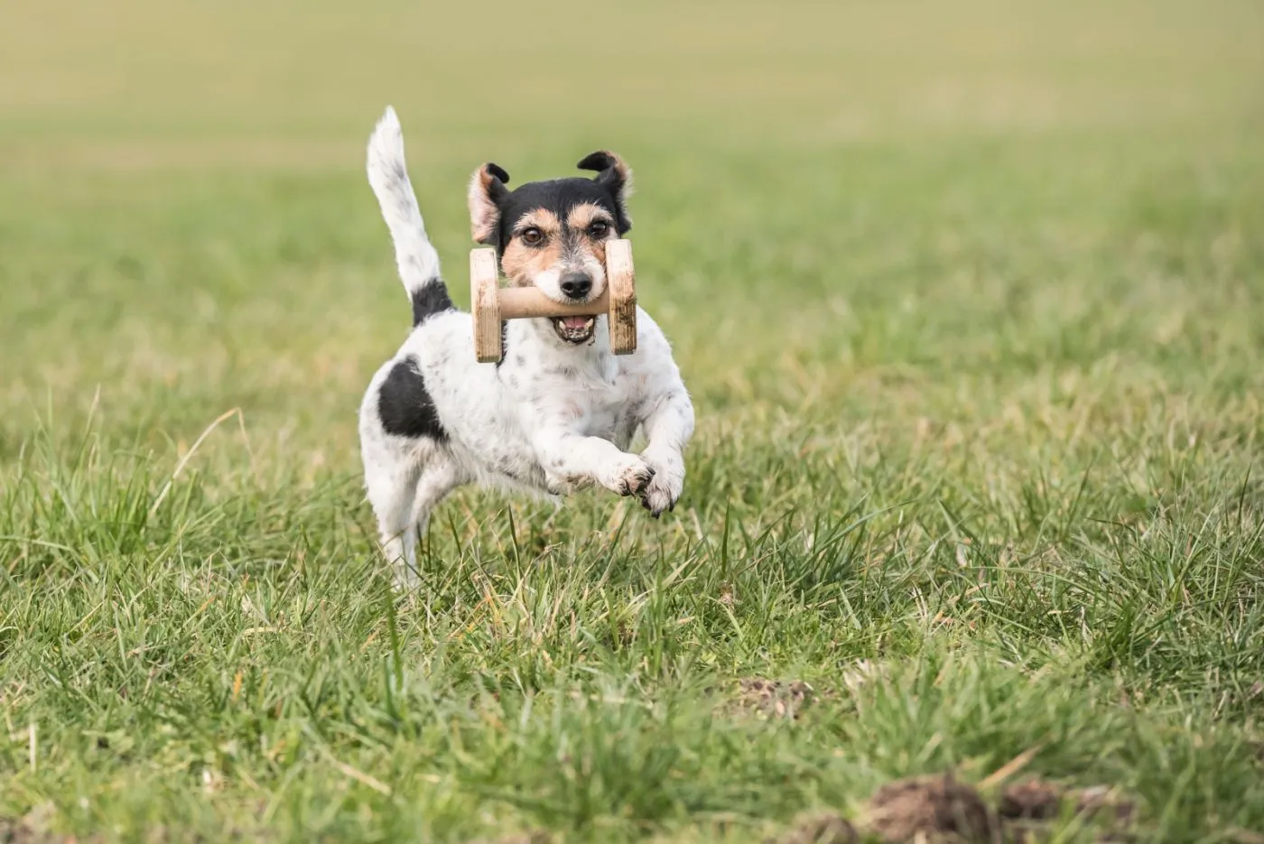 Aportujúci Jack Russell teriér