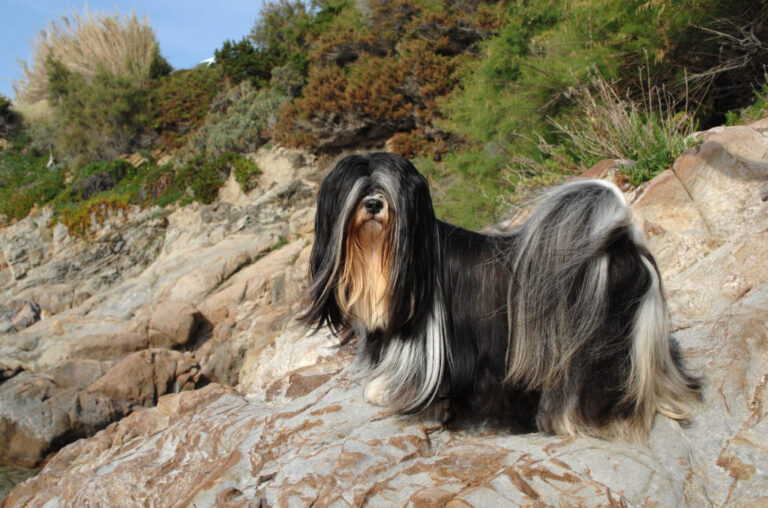 Čierne lhasa apso