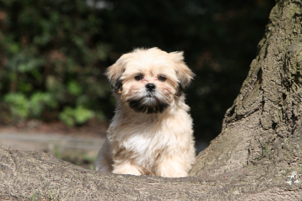 Lhasa apso šteniatko