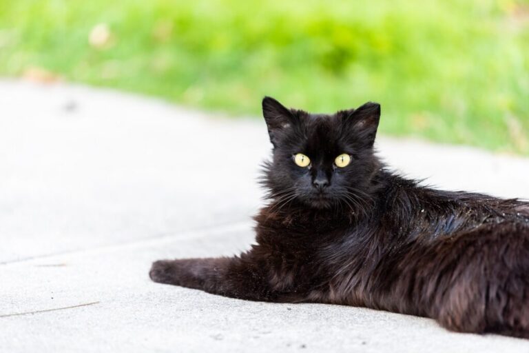 Čierna mačka s lupinami
