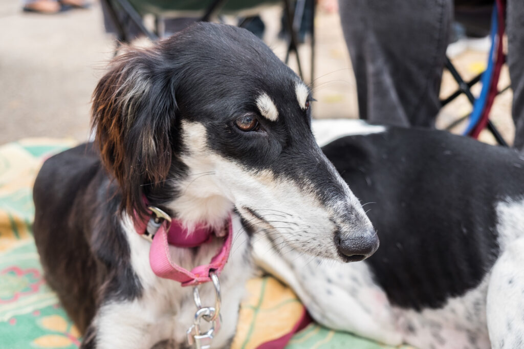 Pes saluki