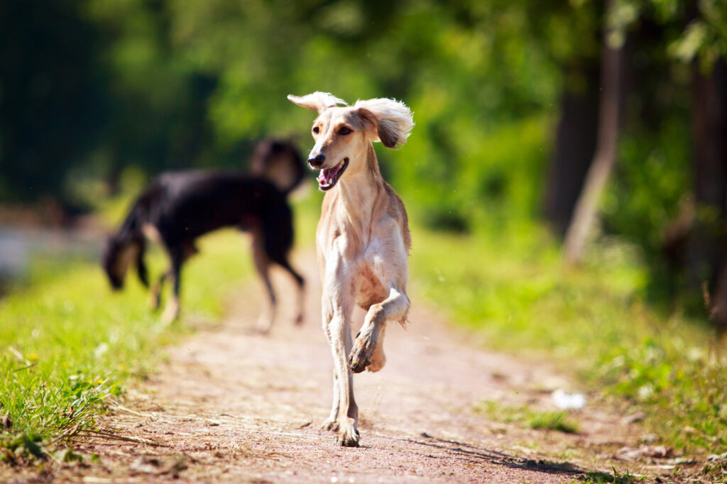 Štastné saluki